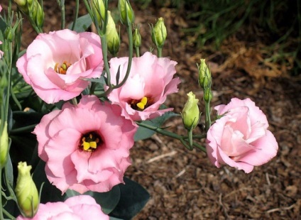 Eustoma (lisianthus) plantare și îngrijire