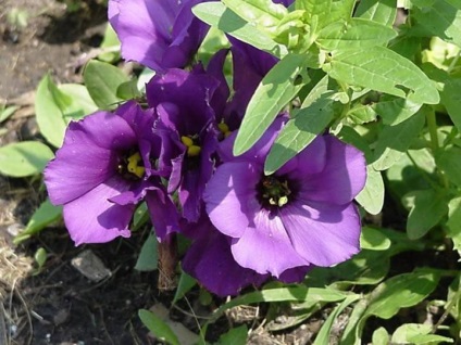 Eustoma aterizare și îngrijire, fotografie