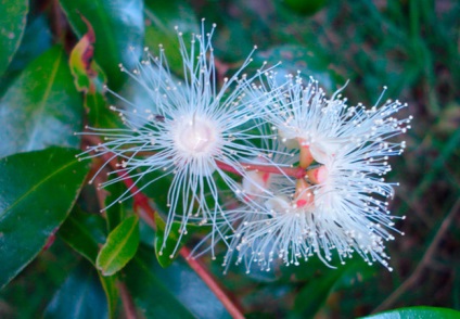 Evgenia mytilist, eugenia myrtifolia, îngrijirea la domiciliu a syzygium