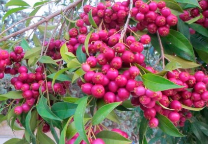 Evgenia mytilist, eugenia myrtifolia, îngrijirea la domiciliu a syzygium