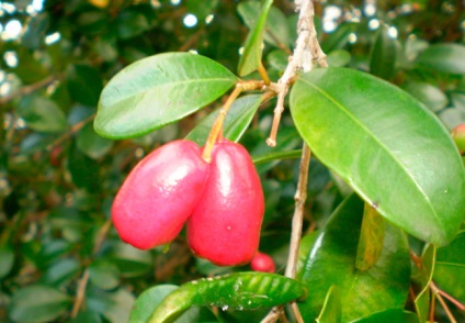 Eugene mirtolistnaya, Eugenia myrtifolia, syzygium otthonban