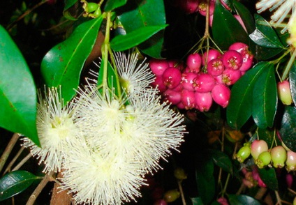 Eugene mirtolistnaya, Eugenia myrtifolia, syzygium otthonban