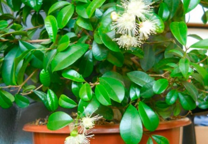 Eugene mirtolistnaya, Eugenia myrtifolia, syzygium otthonban