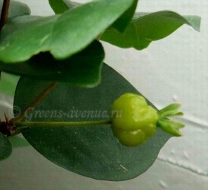 Eugenia unică (eugenia uniflora), plante în casă