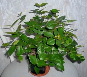 Eugenia unică (eugenia uniflora), plante în casă