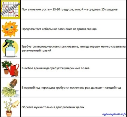 Eugene cu flori unice - plantele mele de interior