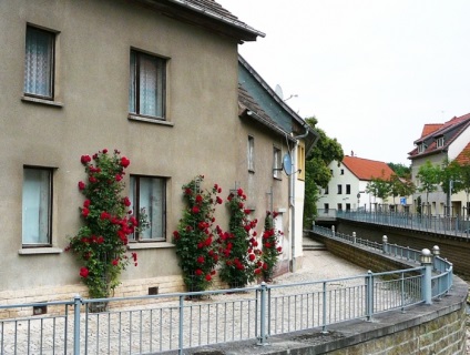 Europa-Rosarium în Sangerhausen (Germania)