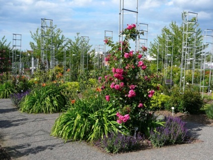 Europa-Rosarium în Sangerhausen (Germania)