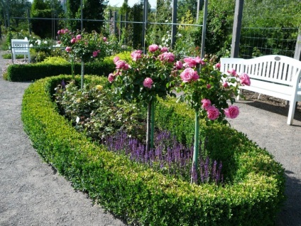 Europa-Rosarium în Sangerhausen (Germania)