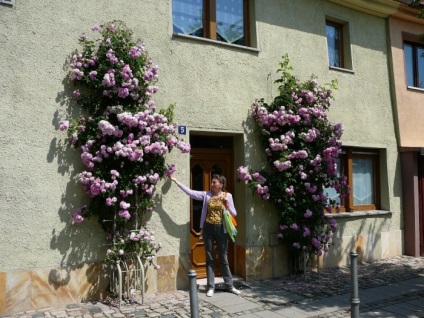 Europa-Rosarium în Sangerhausen (Germania)