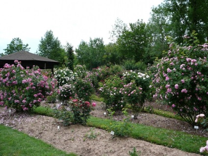 Europa-Rosarium în Sangerhausen (Germania)