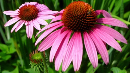 Echinacea împotriva frigului și a cancerului, maestru