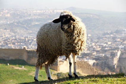 Fes - cel mai vechi oraș imperial din Maroc, știri despre fotografii