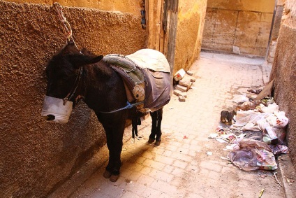 Fes - cel mai vechi oraș imperial din Maroc, știri despre fotografii