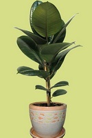Ficus ajută să rămână gravidă