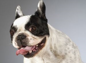 Descrierea rasei Bulldog francez, caracter decât hrana animalelor de companie