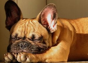 Francia bulldog fajta leírás, karakter, mint a takarmány az állat