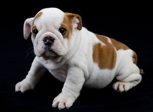Descrierea rasei Bulldog francez, caracter decât hrana animalelor de companie