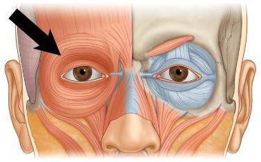 Функція кругового м'яза ока і кругового м'яза рота