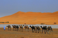 Де верблюд зберігає свої великі запаси води
