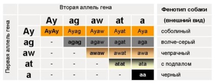 Genetica culorilor chihuahua pentru manechine