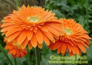 Gerbera acasă