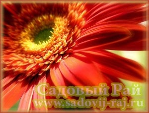 Gerbera acasă