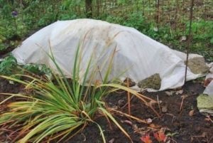 Hibiscus grădină fotografie în grădină în timp ce hibernează