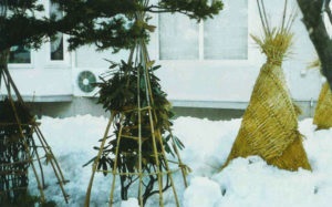 Гібіскус садовий фото в саду як зимує