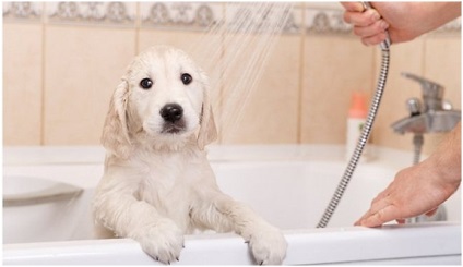 Câine de igienă - cum să o facă în mod corect