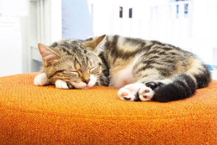 Гігієна утримання котів ❋ догляд за домашніми кішками ❋ зміст кішок