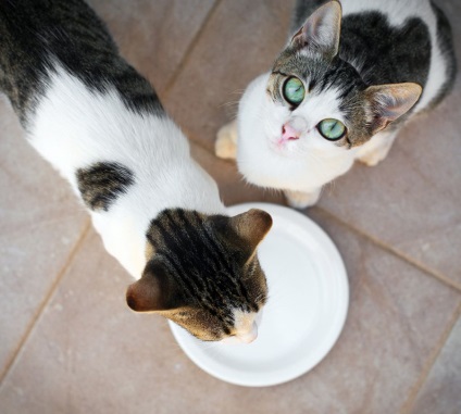 Igiena păstrării pisicilor ❋ îngrijirea pisicilor domestice ❋ întreținerea pisicilor