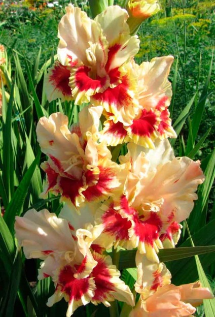 Gladiolus as