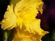 Gladiolus - descriere cu fotografie; cresterea unei flori; utilizare în gătit și tratament