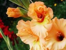 Gladiolus - descriere cu fotografie; cresterea unei flori; utilizare în gătit și tratament