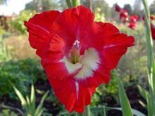 Gladiolus - descriere cu fotografie; cresterea unei flori; utilizare în gătit și tratament