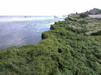 Гори водоростей на березі азовського моря
