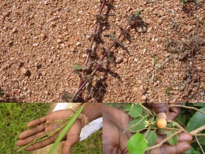 Gândac de semințe de grâu - maestru de distrugere a mazărelor
