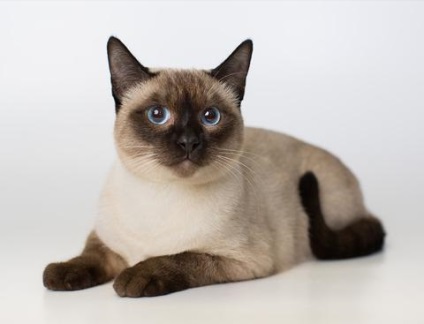 Грумінг тайської кішки догляд за шерстю, стрижка і купання тайської кішки, породи кішок, royal-groom