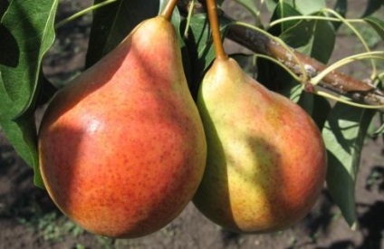 Pear duchesse crescând și folosind pere