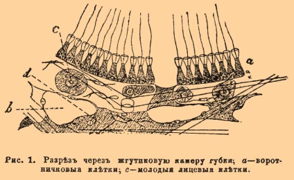 Губки - це