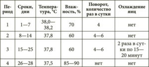 Incubarea caracteristicilor prepeliță ale procesului de îngrijire a ouălor