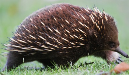 Interesante despre echidna, vivareit