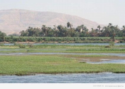 Informații interesante despre râul Nil - cel mai interesant site din boierii orașului