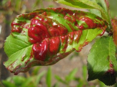 Piersici de fructe Descrierea varietății, plantarea și îngrijirea
