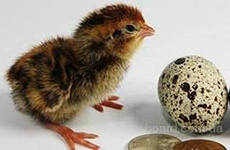 Штучна інкубація яєць перепелів, що живуть в домашніх умовах, фермерське птахівництво