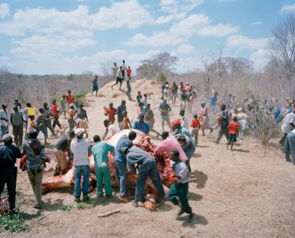 Povestea morții elefantului din Zimbabwe - știri în fotografii