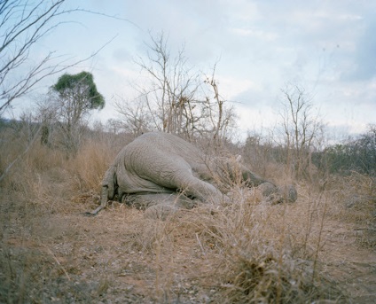 Povestea morții elefantului din Zimbabwe - știri în fotografii