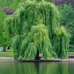 Willow (lat)