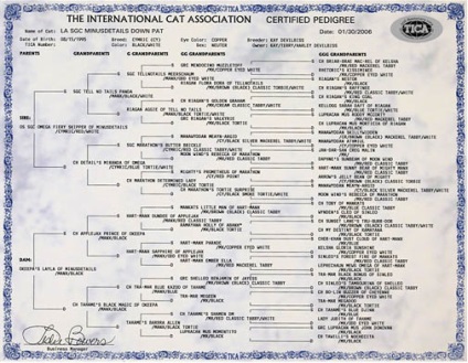 Jetcat tica - Rusia tica de înregistrare, expoziții, ajutor pentru crescători